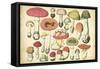 Vintage Mushroom Chart-Vision Studio-Framed Stretched Canvas