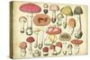 Vintage Mushroom Chart-Vision Studio-Stretched Canvas