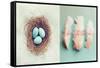 Vintage Nest of Feathers-Vicki Dvorak-Framed Stretched Canvas