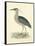 Vintage Night Heron-Morris-Framed Stretched Canvas