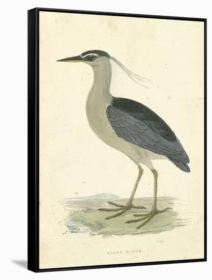 Vintage Night Heron-Morris-Framed Stretched Canvas