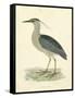 Vintage Night Heron-Morris-Framed Stretched Canvas