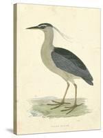 Vintage Night Heron-Morris-Stretched Canvas