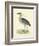 Vintage Night Heron-Morris-Framed Art Print