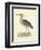 Vintage Night Heron-Morris-Framed Art Print