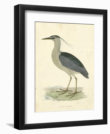 Vintage Night Heron-Morris-Framed Art Print