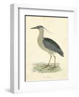 Vintage Night Heron-Morris-Framed Art Print