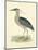 Vintage Night Heron-Morris-Mounted Art Print