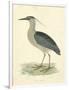 Vintage Night Heron-Morris-Framed Art Print