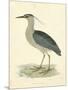 Vintage Night Heron-Morris-Mounted Art Print