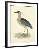 Vintage Night Heron-Morris-Framed Art Print