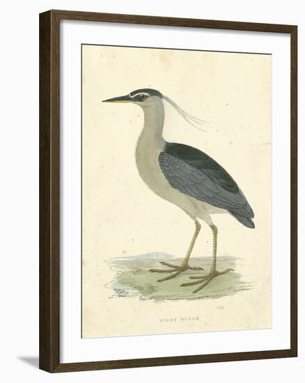 Vintage Night Heron-Morris-Framed Art Print