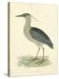 Vintage Night Heron-Morris-Stretched Canvas