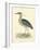 Vintage Night Heron-Morris-Framed Art Print