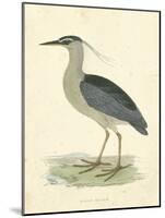 Vintage Night Heron-Morris-Mounted Art Print