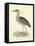 Vintage Night Heron-Morris-Framed Stretched Canvas