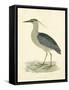 Vintage Night Heron-Morris-Framed Stretched Canvas