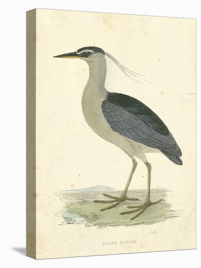 Vintage Night Heron-Morris-Stretched Canvas