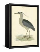 Vintage Night Heron-Morris-Framed Stretched Canvas