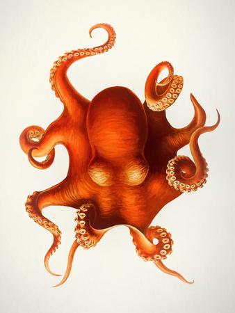 https://imgc.allpostersimages.com/img/posters/vintage-octopus_u-L-F9JOSG0.jpg?artPerspective=n