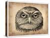 Vintage Owl Face-NaxArt-Stretched Canvas