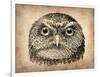 Vintage Owl Face-NaxArt-Framed Art Print