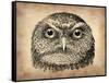 Vintage Owl Face-NaxArt-Framed Stretched Canvas