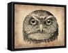 Vintage Owl Face-NaxArt-Framed Stretched Canvas