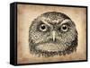 Vintage Owl Face-NaxArt-Framed Stretched Canvas