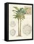 Vintage Palm Study I-Hugo Wild-Framed Stretched Canvas