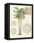 Vintage Palm Study I-Hugo Wild-Framed Stretched Canvas