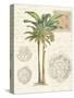 Vintage Palm Study I-Hugo Wild-Stretched Canvas