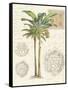 Vintage Palm Study I-Hugo Wild-Framed Stretched Canvas