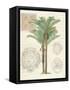 Vintage Palm Study II-Hugo Wild-Framed Stretched Canvas