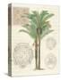 Vintage Palm Study II-Hugo Wild-Stretched Canvas