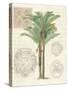 Vintage Palm Study II-Hugo Wild-Stretched Canvas