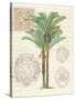 Vintage Palm Study II-Hugo Wild-Stretched Canvas