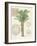 Vintage Palm Study II-Hugo Wild-Framed Art Print