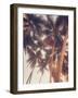 Vintage Palms-Acosta-Framed Art Print