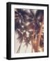 Vintage Palms-Acosta-Framed Art Print