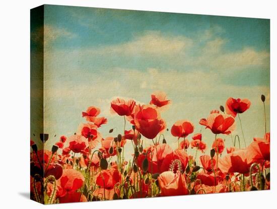 Vintage Paper Textures - Field of Poppies-A_nella-Stretched Canvas