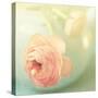 Vintage Peony II-Sarah Gardner-Stretched Canvas