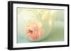 Vintage Peony II-Sarah Gardner-Framed Photographic Print