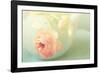 Vintage Peony II-Sarah Gardner-Framed Photographic Print