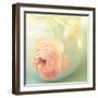 Vintage Peony II-Sarah Gardner-Framed Photographic Print