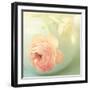 Vintage Peony II-Sarah Gardner-Framed Photographic Print