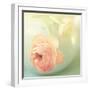 Vintage Peony II-Sarah Gardner-Framed Photographic Print