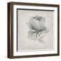 Vintage Peony-Susan Jill-Framed Art Print