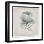 Vintage Peony-Susan Jill-Framed Art Print