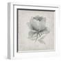 Vintage Peony-Susan Jill-Framed Art Print